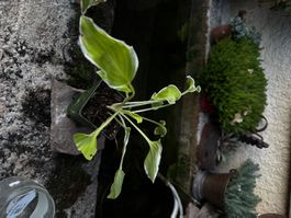 Hosta platinium tiara