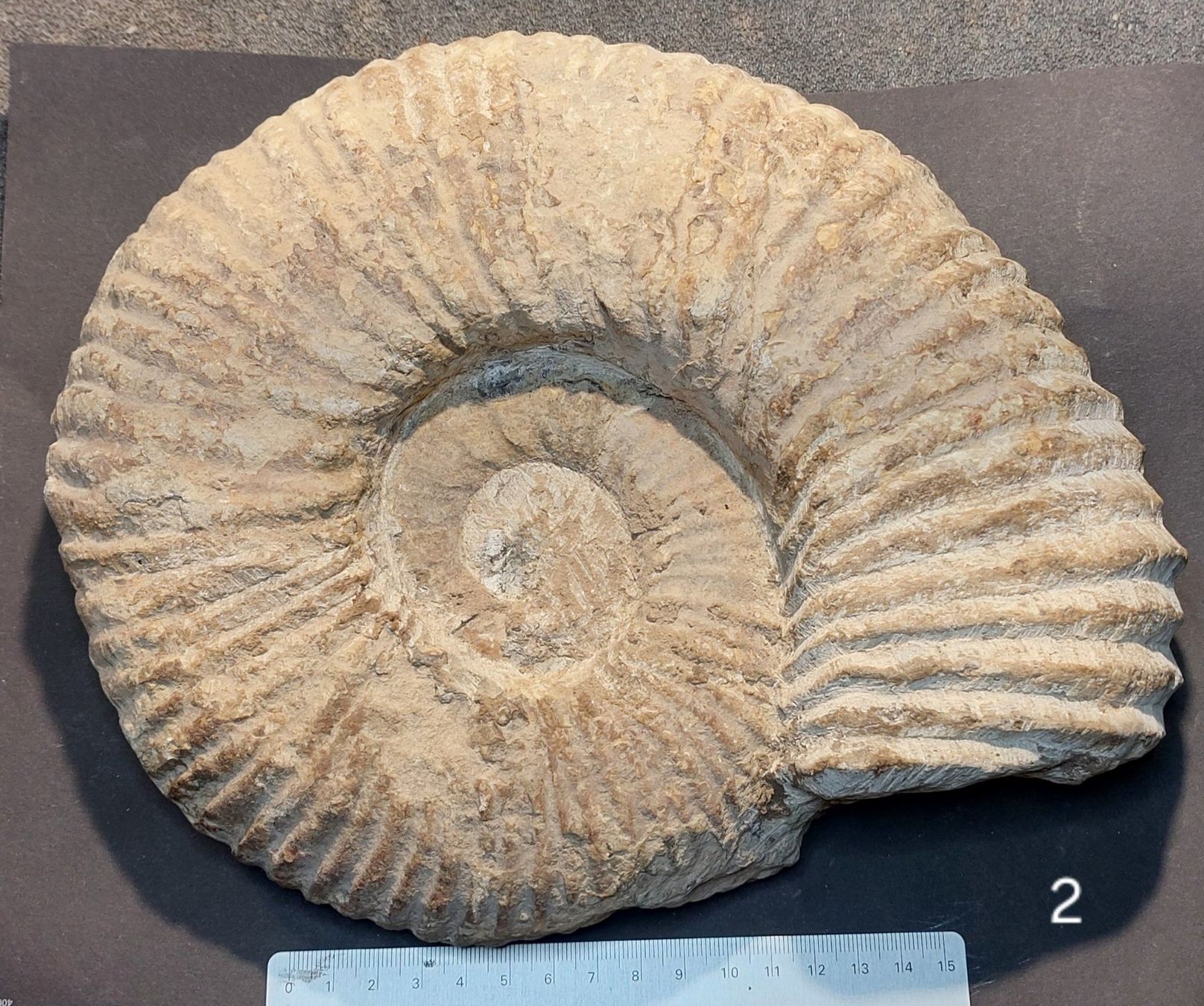 Fossili: Die Chance! Riesiger Ammonit aus Marokko – Usato da Thal venduto da wicko