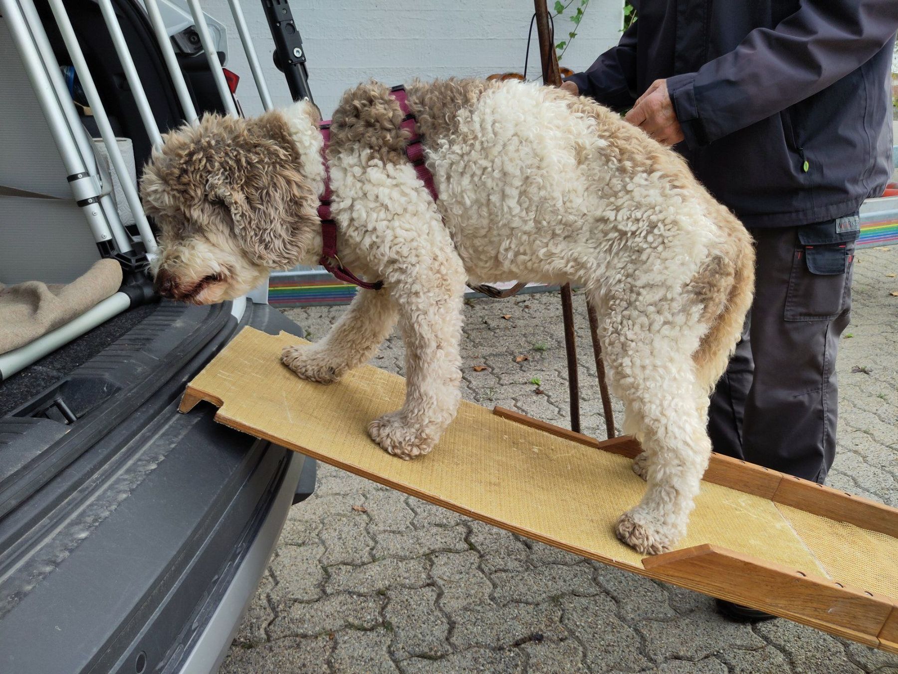 Käfige, Transport & Sicherheit: Hunde - Rampe – Gebraucht aus Bachenbülach von pwider 2