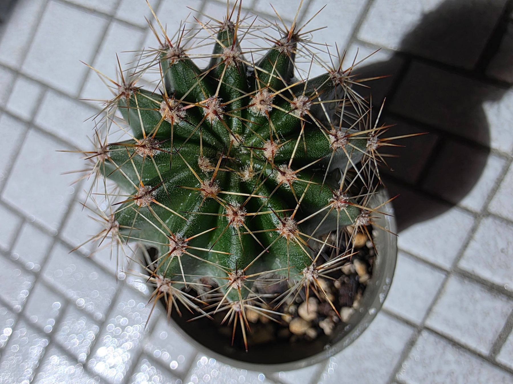Piante & sementi: Kleiner Bauernkaktus, rosa blühend – Usato da Thalheim venduto da silvara01 1