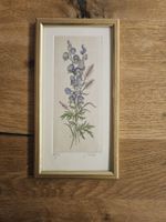 Botanische Illustration gerahmt - Akelei Aquarell signiert