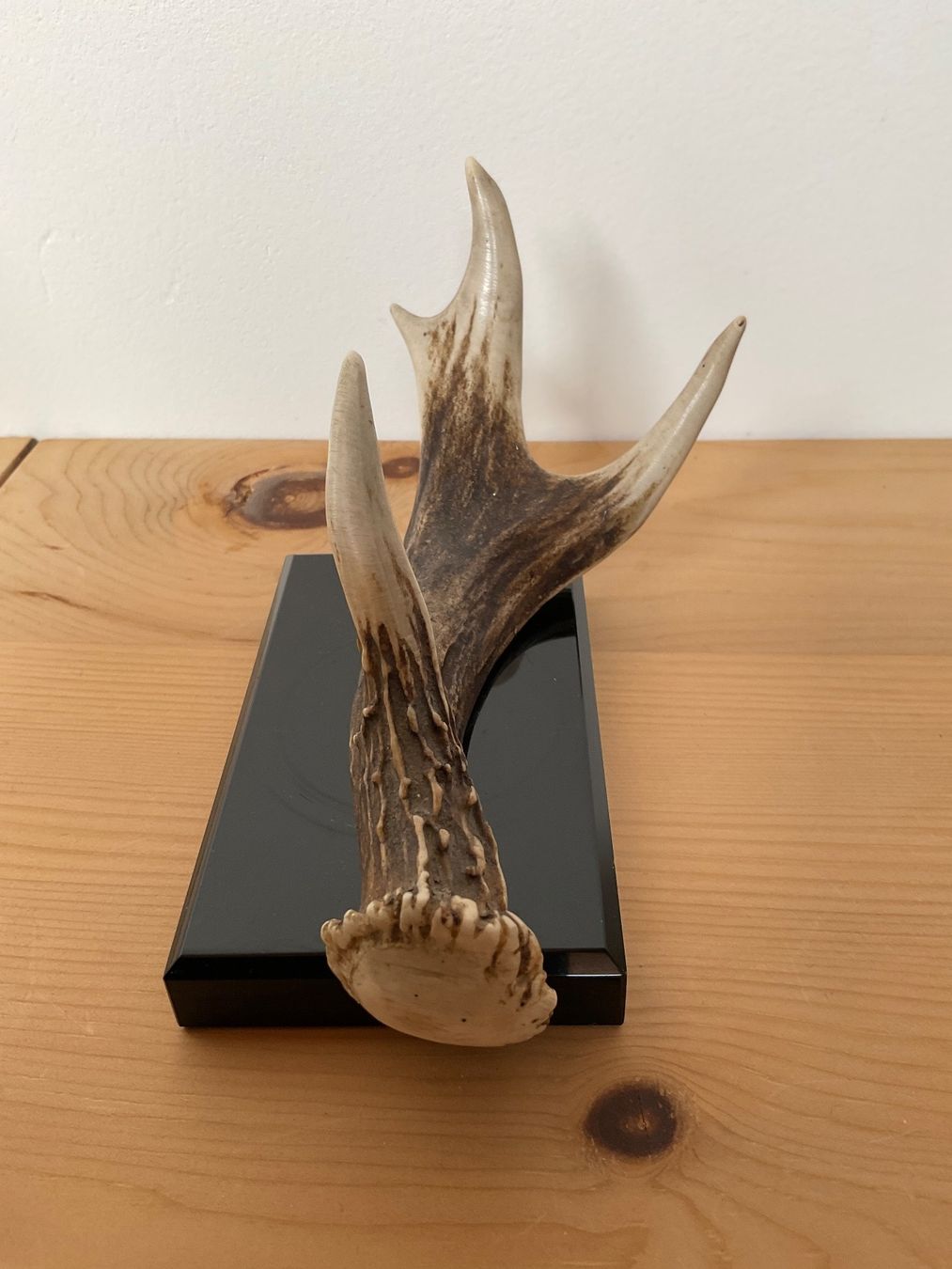 Sculture & Statue: Skulptur : Echtes Geweih auf Steinsockel – Usato da Scuol venduto da Lotus2020 1