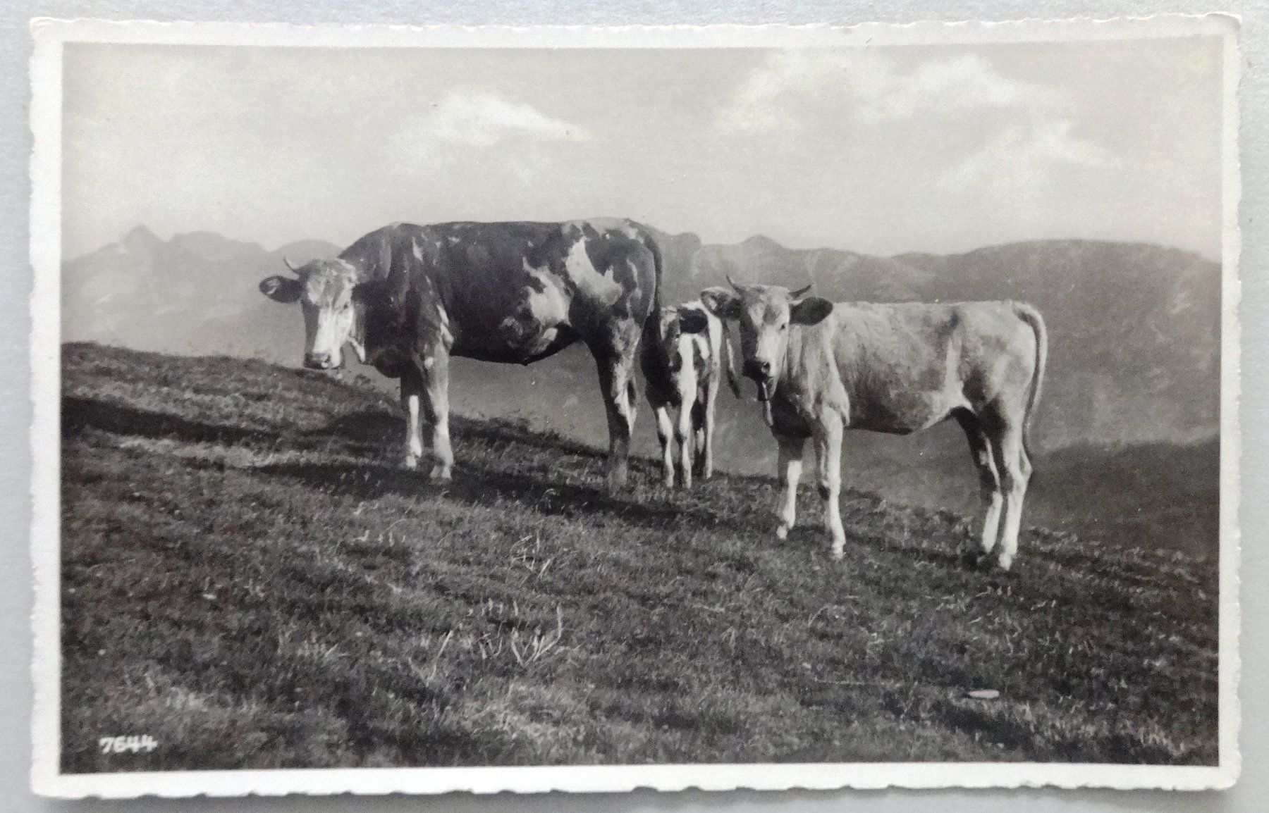 Cartes postales: Au pâturage – D'occasion à Fétigny par Billy2miny