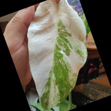 Profile image of plant_nerd