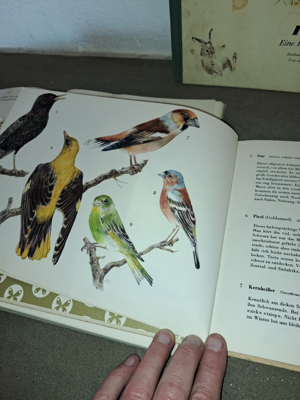 Libri: Alte Kinderbücher: Einheimische Vögel + Purzel-Hasengesch. – Usato da Kölliken venduto da Upcycling-by-Mc-TAM 4