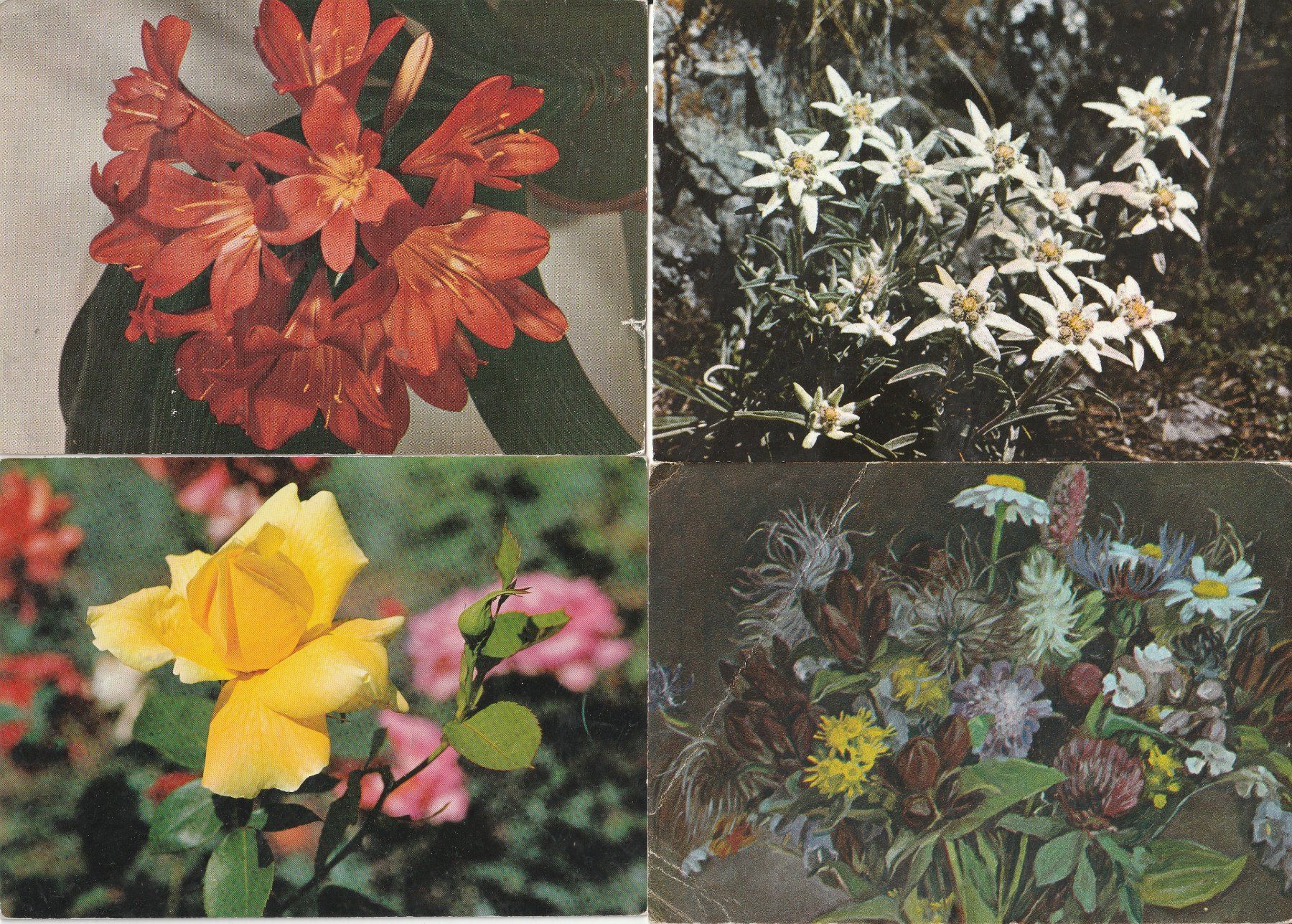 Cartes postales: 40 Diverse Blumenkarten – D'occasion à Lumbrein par made02 9