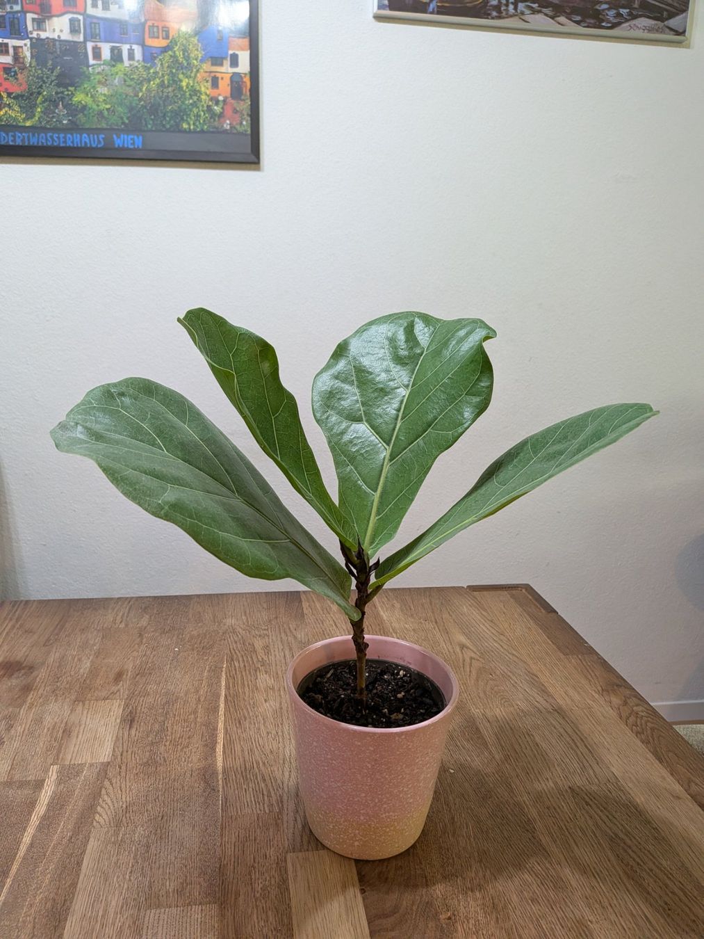 Pflanzen & Samen: Ficus Lyrata (geigenfeige) – Gebraucht aus Bern von Hydrom