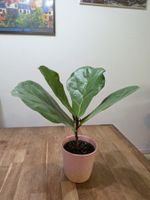 Ficus Lyrata (geigenfeige)