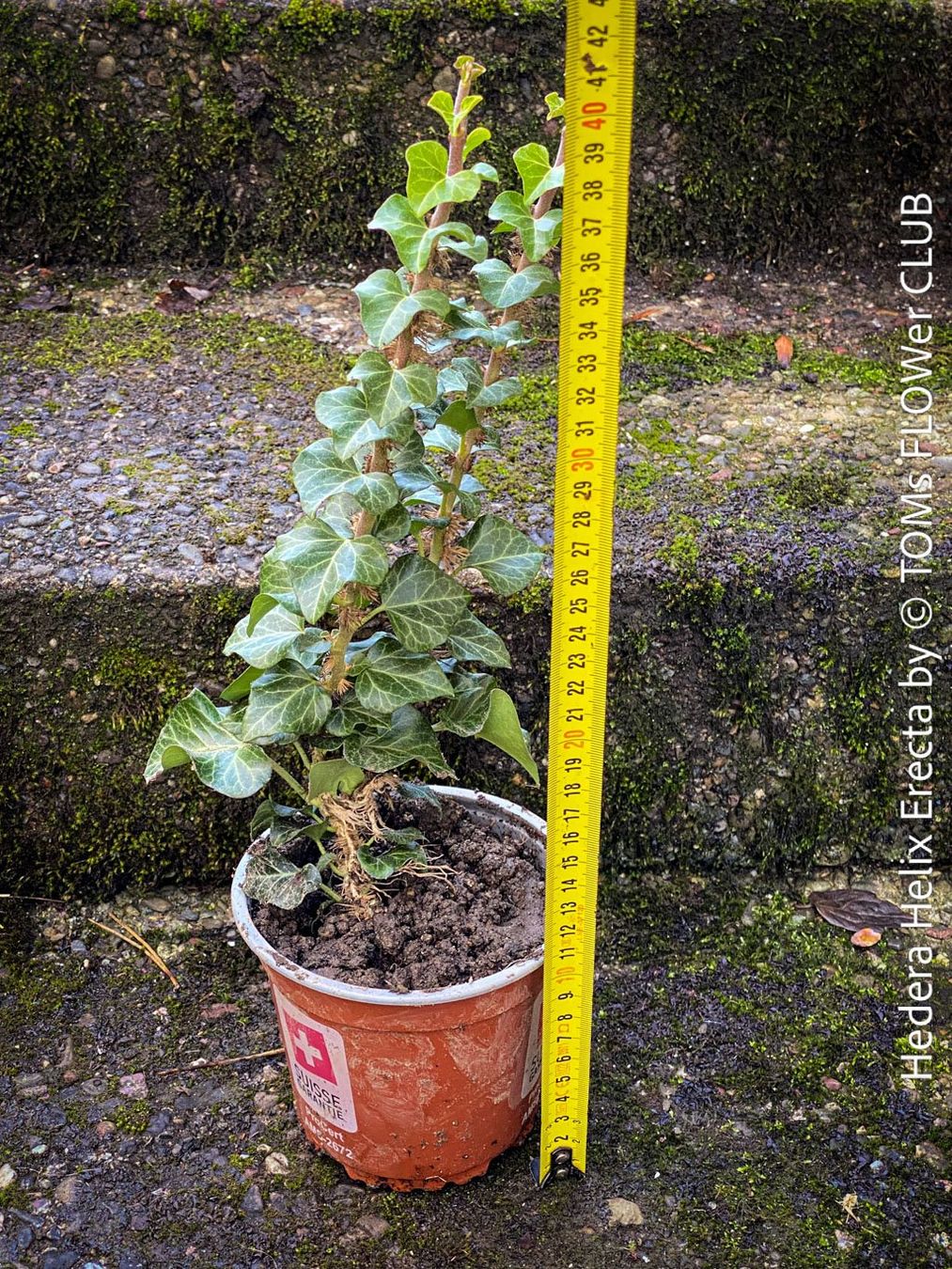 Piante & sementi: Hedera Helix Erecta - architektonischer Efeu – Nuovo e nell'imballaggio originale da Adliswil venduto da asTOMas963 4