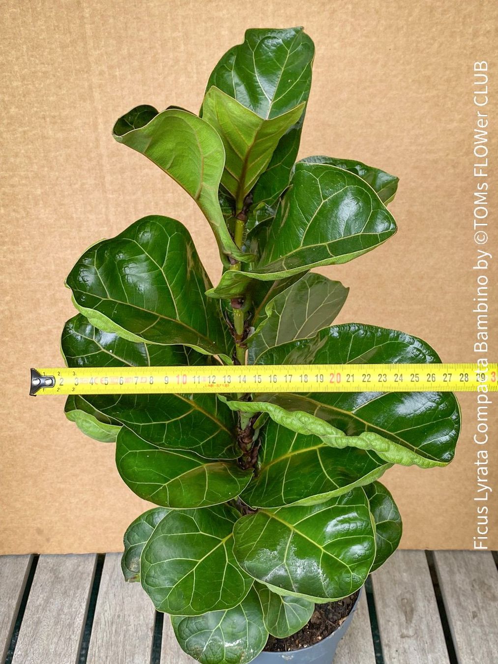 Plantes & graines: Ficus Lyrata Compacta Bambino - stylisches 120cm Bäumchen – Neuf avec emballage d'origine à Adliswil par astom369 9
