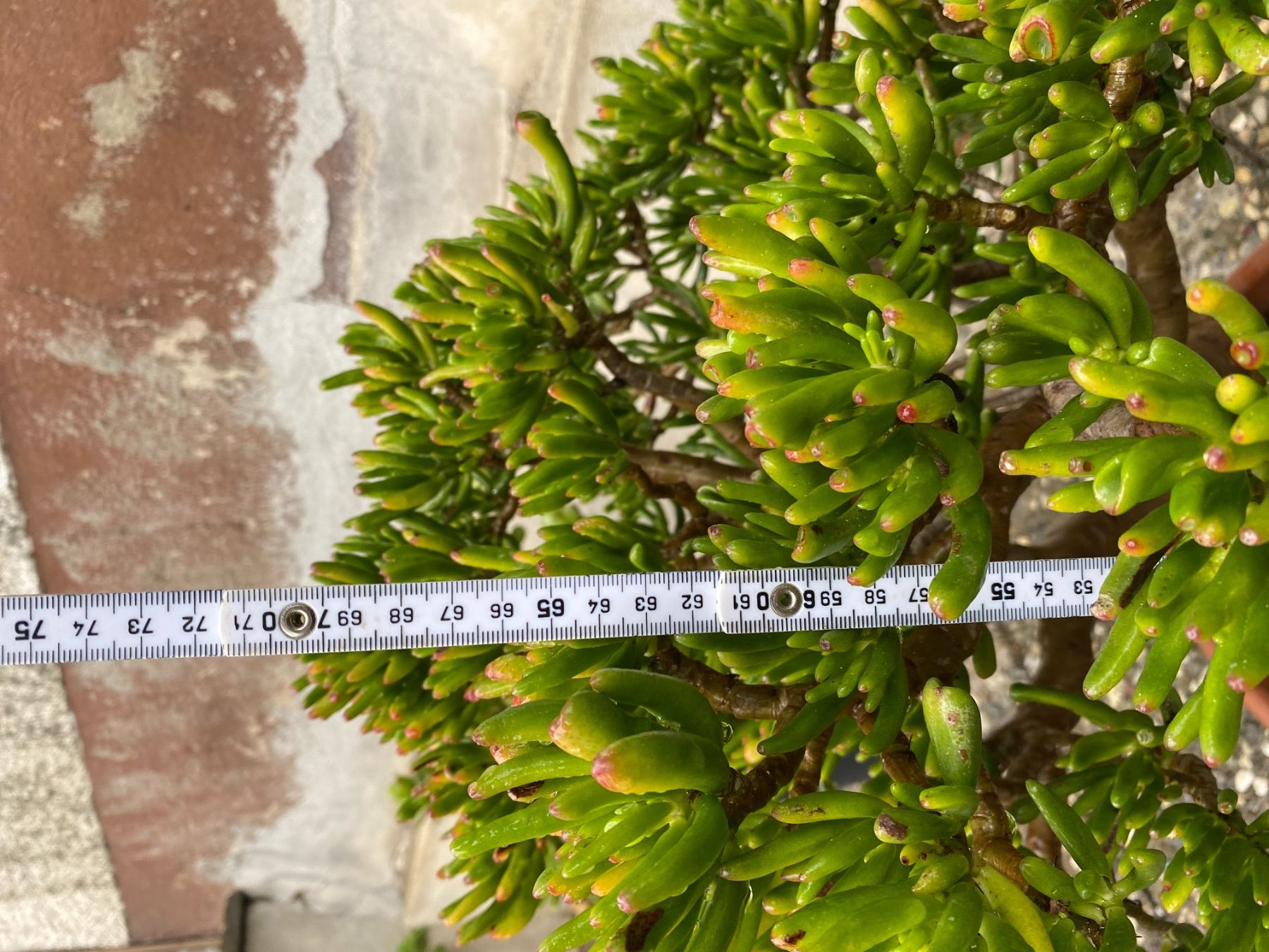 Pflanzen & Samen: Geldbaum crassula Talerbaum dickblatt – Gebraucht aus Schönenberg ZH von struzzi 5