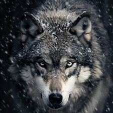 Profile image of Fockewulf