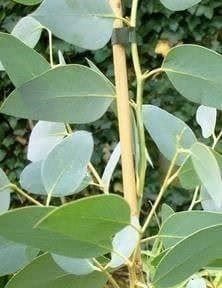 Piante & sementi: EUCALYPTUS DES NEIGES 30-40cm – Nuovo (secondo la descrizione) da Bremblens venduto da FIBONACCI369 4