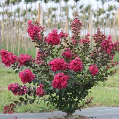 Pflanzen & Samen: Lilas d'été fuchsia 2 PLANTS – Neu und originalverpackt aus Bremblens von FIBONACCI369 1