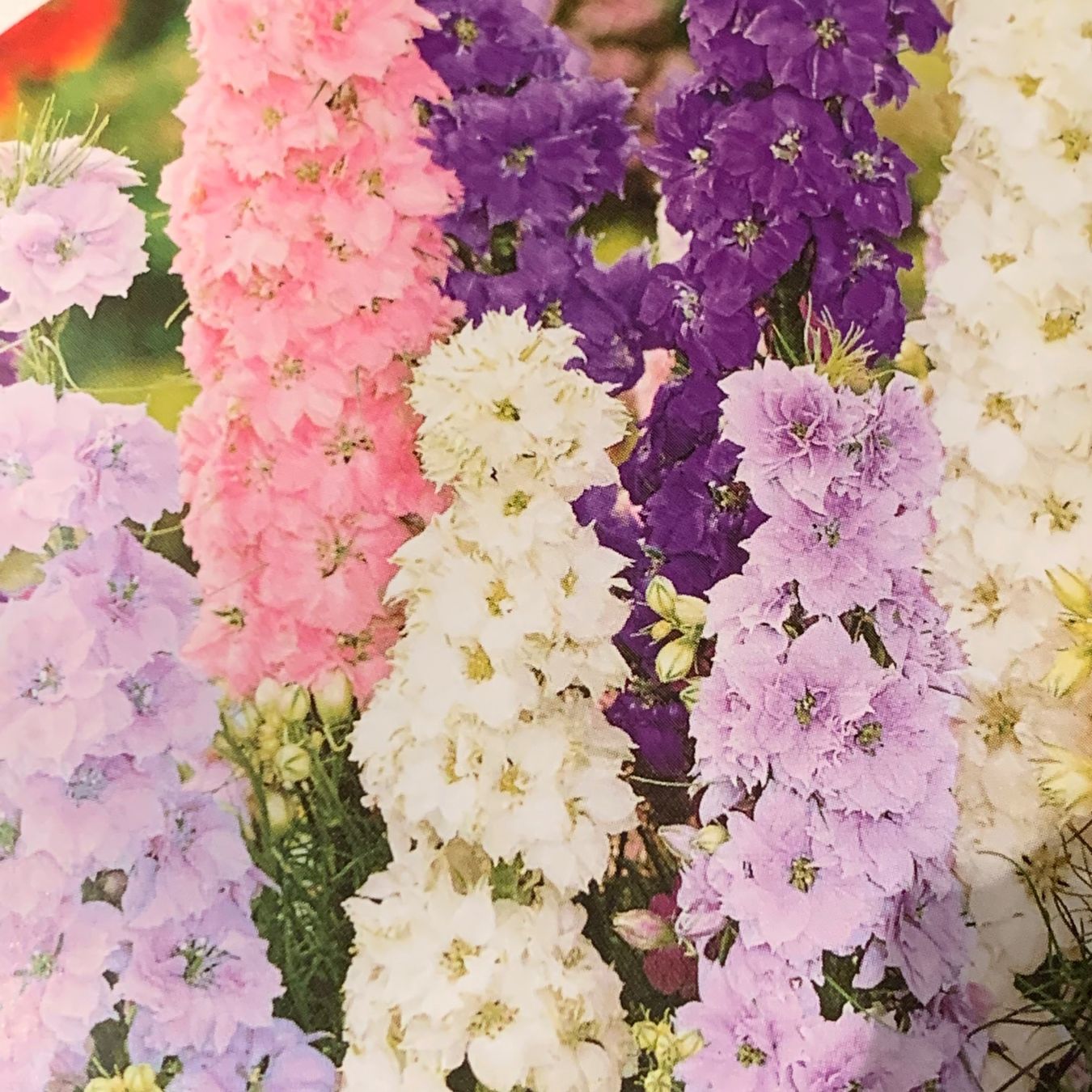 Pflanzen & Samen: RITTERSPORN 20 Samen / Delphinium ajacis/ – Neu (gemäss Beschreibung) aus Hinteregg von ERFOLG78