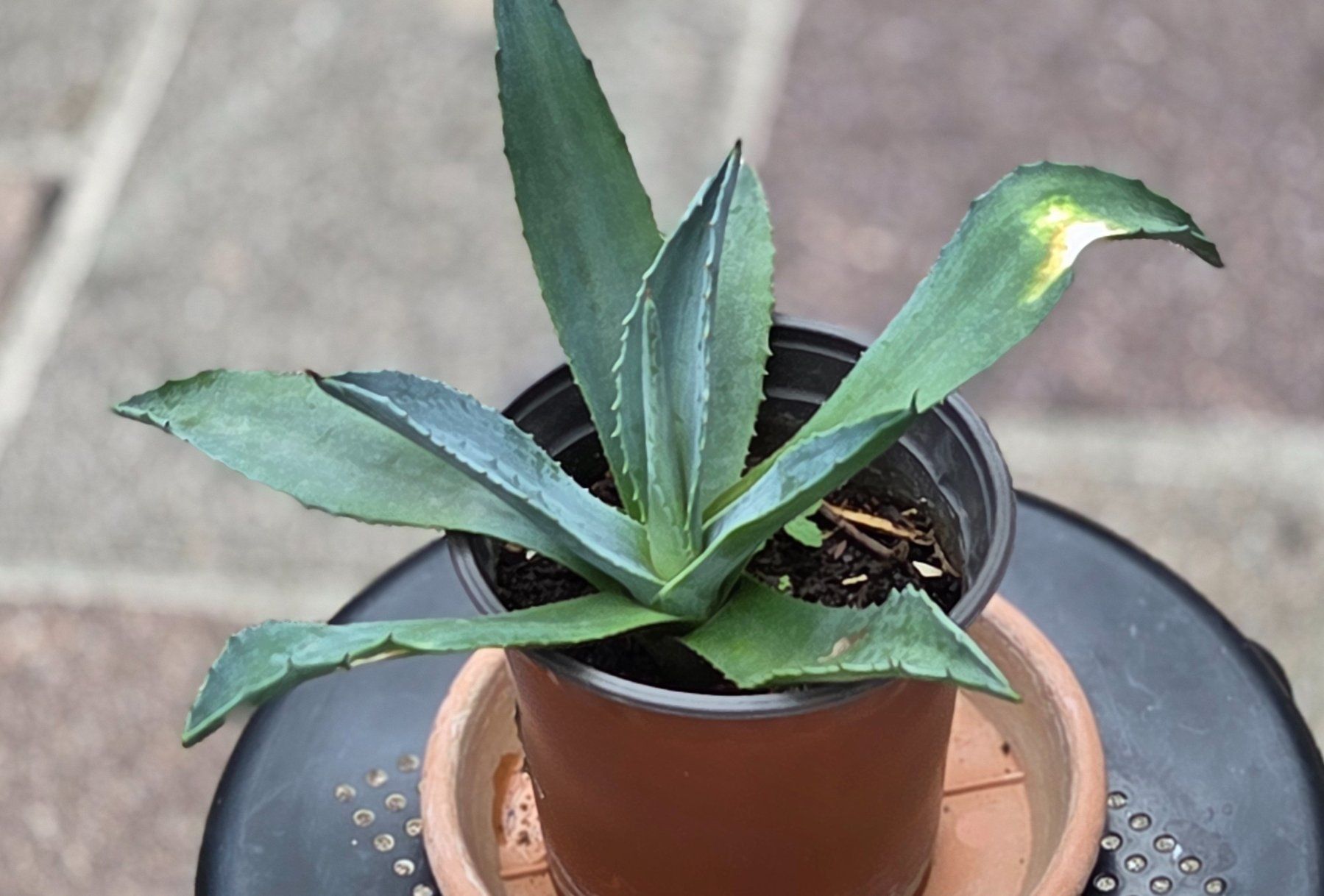 Pflanzen & Samen: Agave, kein Kaktus, eine Sukkulente – Gebraucht aus Würenlos von Browni01