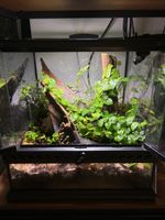 Terrarium bioactif complet (30x30x30cm) + cloportes offert