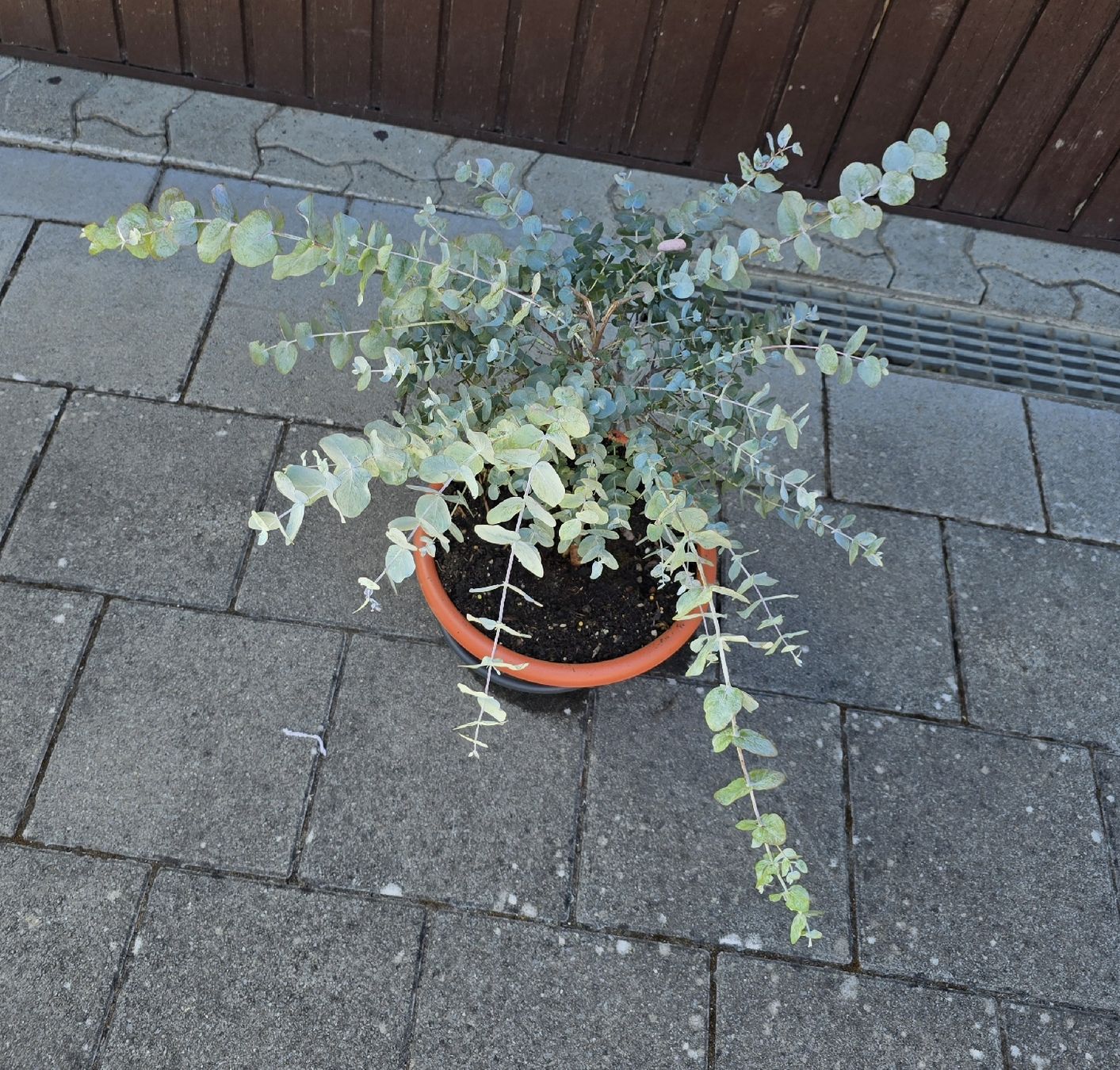 Pflanzen & Samen: Wunderschöne Eucalyptus Pflanze – Gebraucht aus Aarburg von popkorn65 5