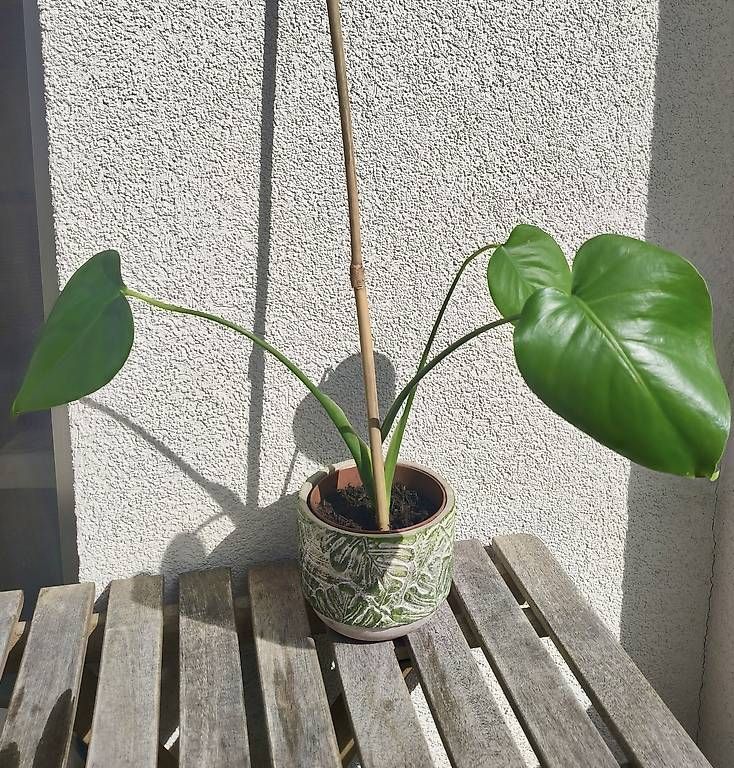 Pflanzen & Samen: Lot de 4 Monstera – Gebraucht aus Couvet von lyd_7cnq 2
