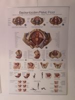 Anatomie Poster Beckenboden/Pelvic Floor - Neuwertig!