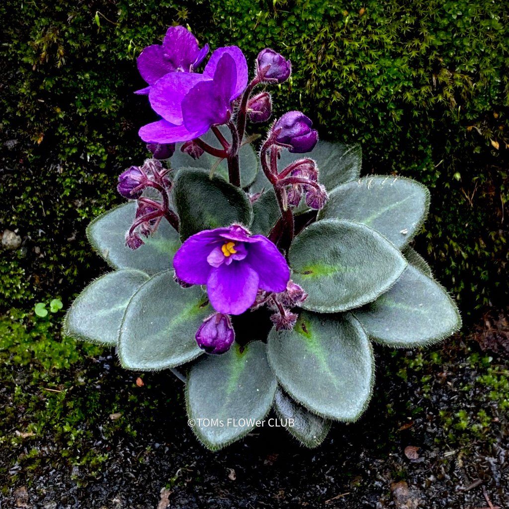 Piante & sementi: Saintpaulia Ionantha / African Violet – Nuovo e nell'imballaggio originale da Adliswil venduto da astom369 6