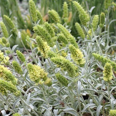 Plantes & graines: Griechischer Bergtee - Sideritis syriaca - 60 Samen – Neuf avec emballage d'origine à Sumiswald par Cham14559