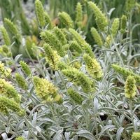 Griechischer Bergtee - Sideritis syriaca - 60 Samen