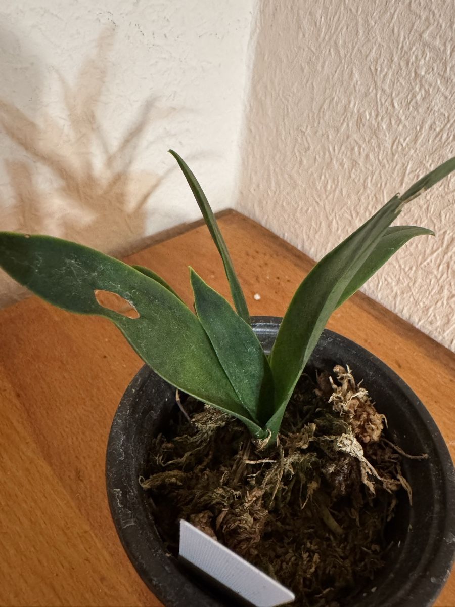 Pflanzen & Samen: Trichocentrum lanceanum – Gebraucht aus Männedorf von mrclst 3
