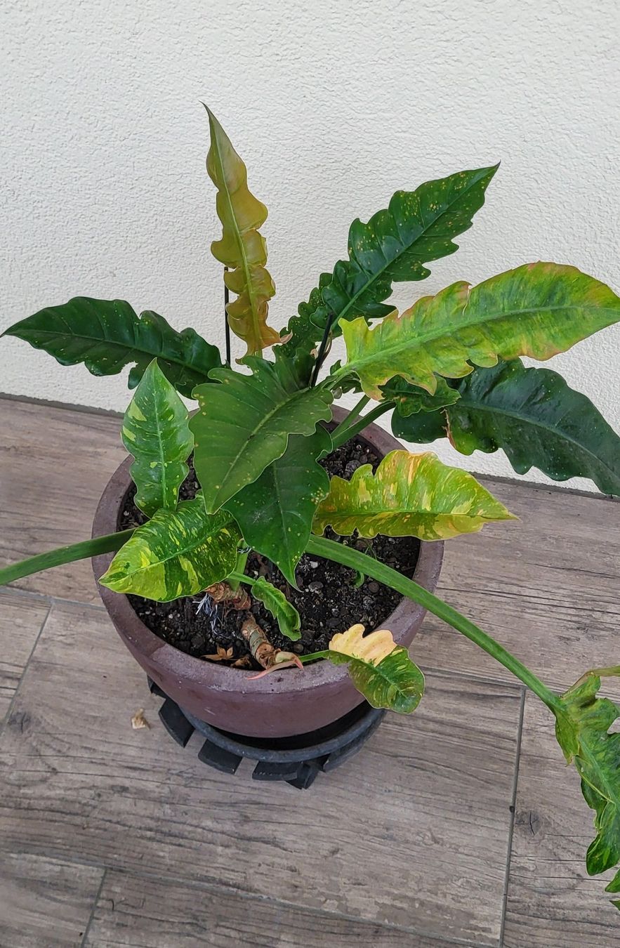 Piante & sementi: 2 im einem Philodendron ring of fire – Usato da islikon venduto da mir_8cbw 1