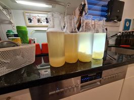 Wasserkefir kristalle