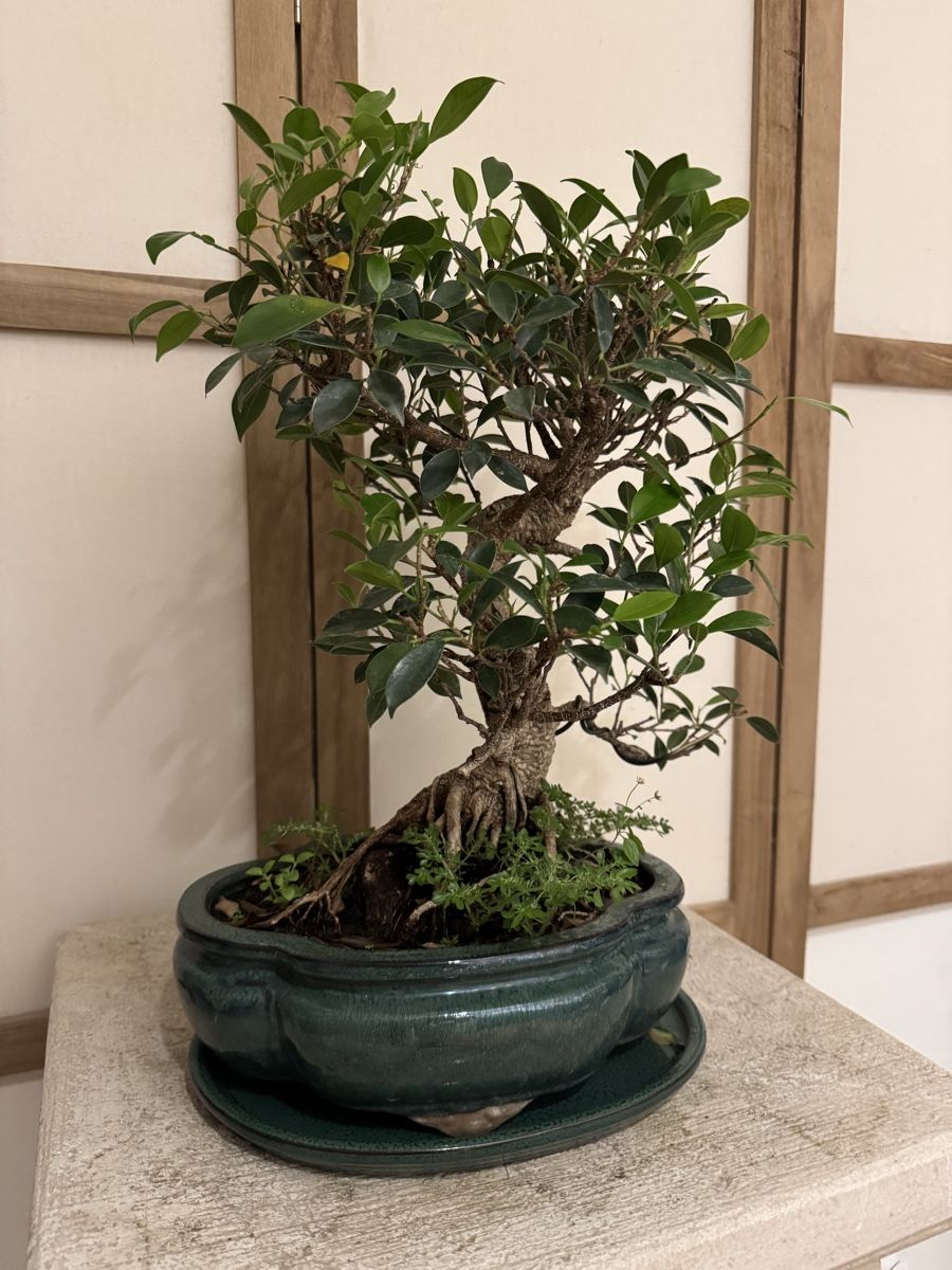 Bonsai Ficus Retusa im Grnen Keramik Topf + Untersetzer (Gebraucht) in  Rmlang fr CHF 93  nur Abholung auf Ricardo kaufen