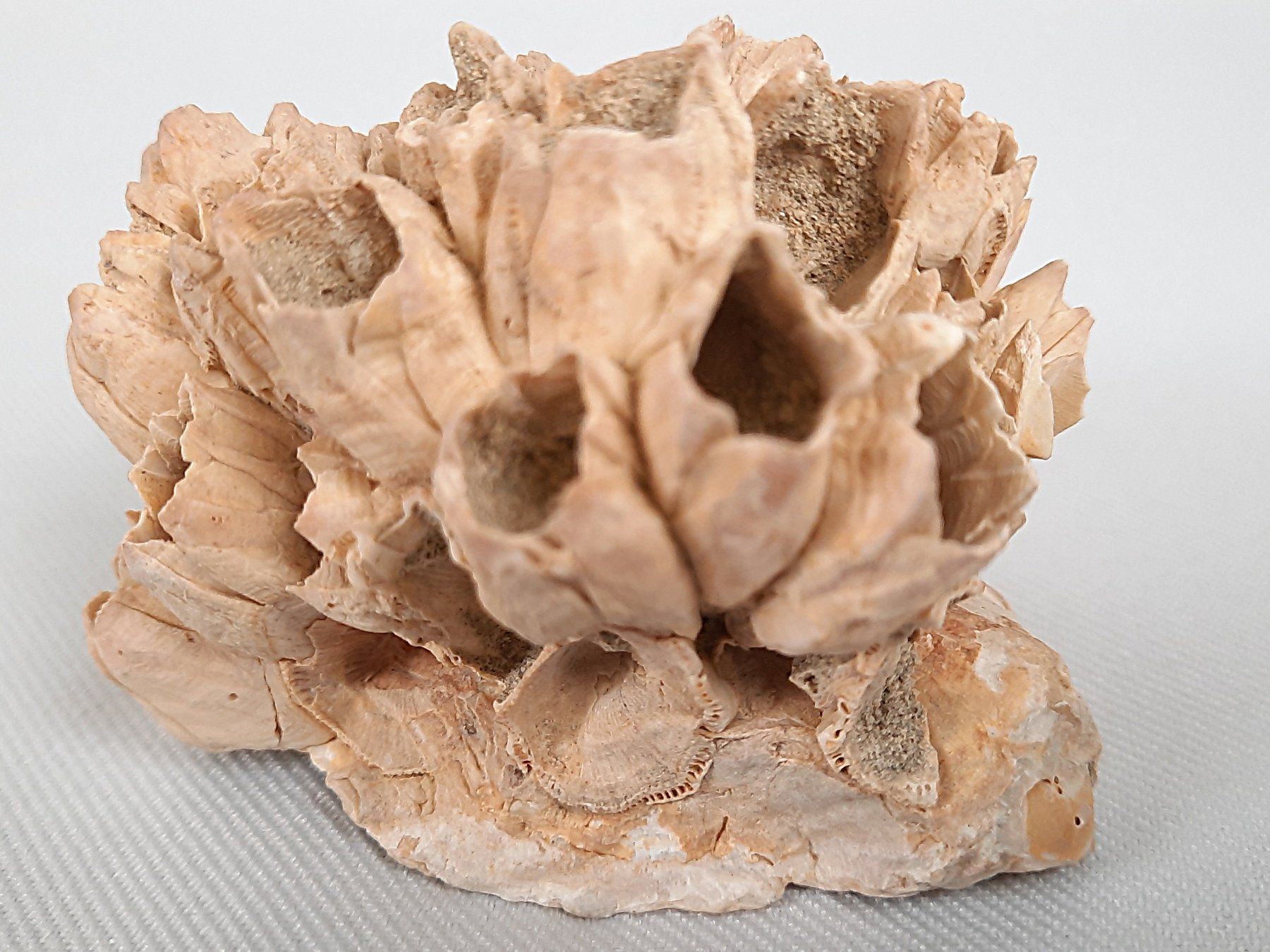 Fossili: Fossile Seeigel und Seepocken – Usato da Beinwil am See venduto da Restwert_Beinwil 5