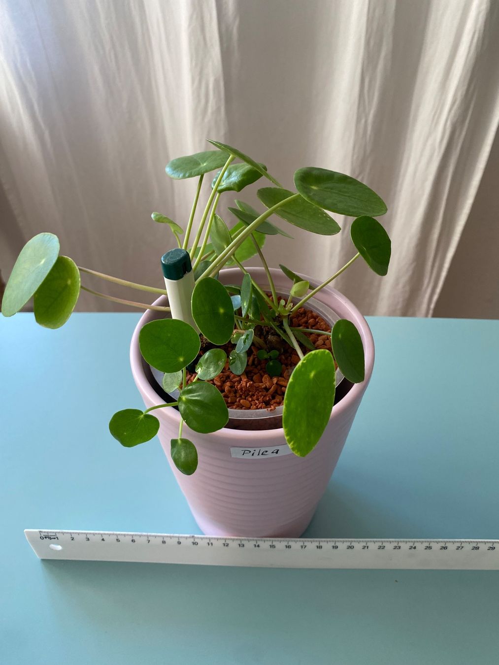 Pflanzen & Samen: Dollar-Pflanze/ Geldbaum/ Pilea mit Nachwuchs – Neu (gemäss Beschreibung) aus Zürich von echt01