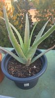 Aloe vera Pflanzen zu verkaufen 