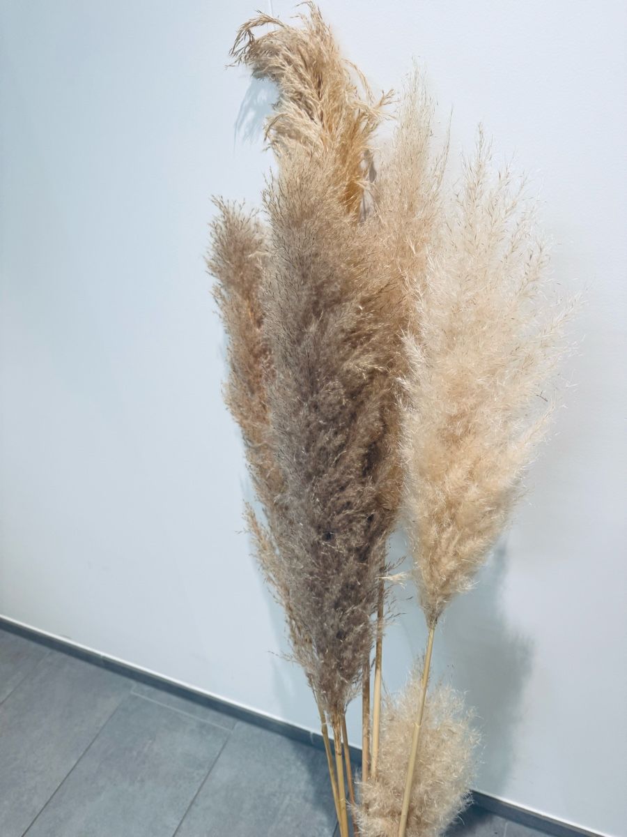 Tutte le decorazioni: Pampasgräser – Usato da Zürich venduto da sany07