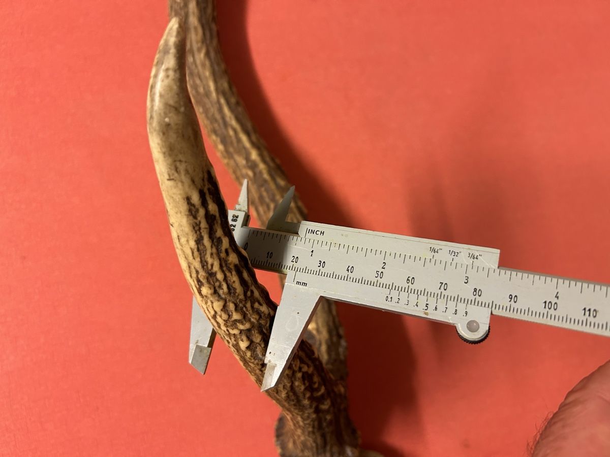 Il mondo degli animali: Geweih Hirsch oder Rehe ca. 55 cm L. guter Zustand – Usato da Lanzenhäusern venduto da vic63 8