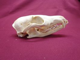 Fuchs - Schädel, Zähne, Kiefer, Dekoration, Jagd, Kopf