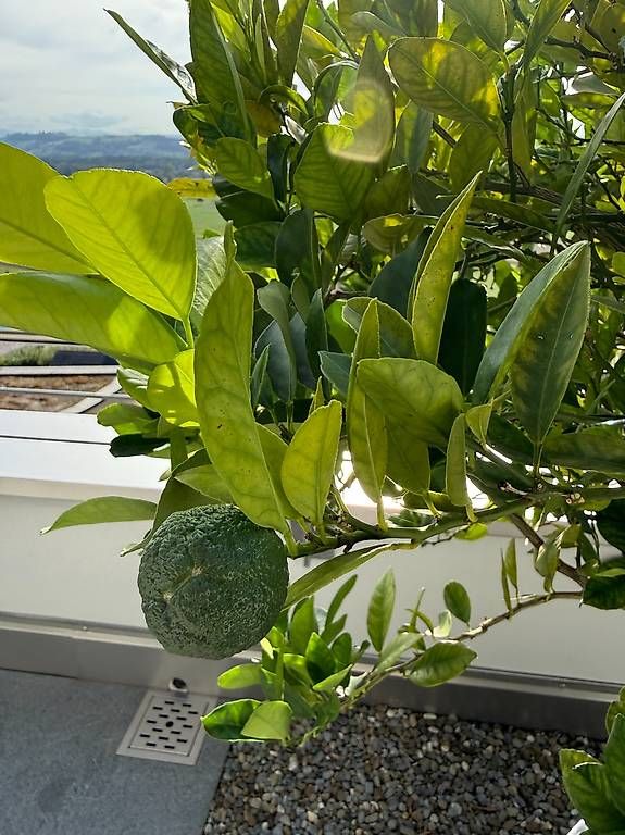Plantes & graines: Zitrusbäumchen – D'occasion à Büron par World1 1