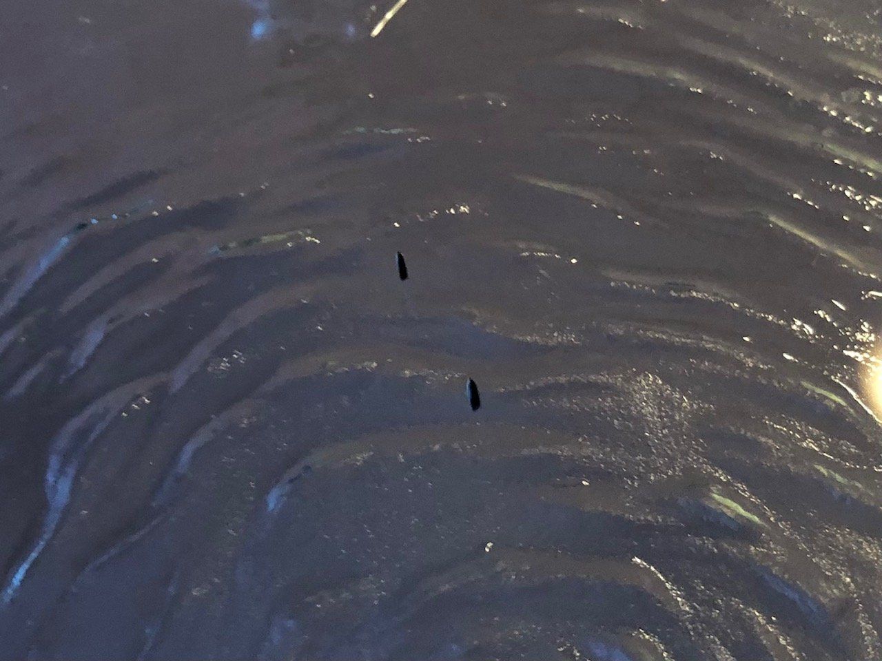 Ciotole: Glas-Schüssel "Vögel" – Nuovo (secondo la descrizione) da Buchs SG venduto da Handyman77 3
