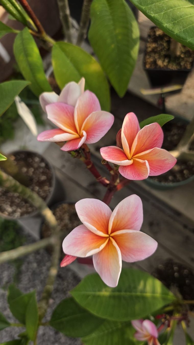 Piante & sementi: Plumeria / Frangiapani Synchronicity – Usato da St.Erhard venduto da Plumilandschweiz 2
