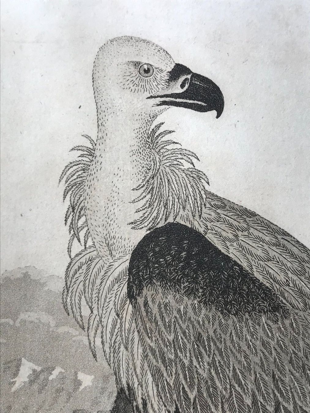 Incisioni: Planche naturelle gravure de J. Kull – Usato da Winterthur venduto da SilverFR 3