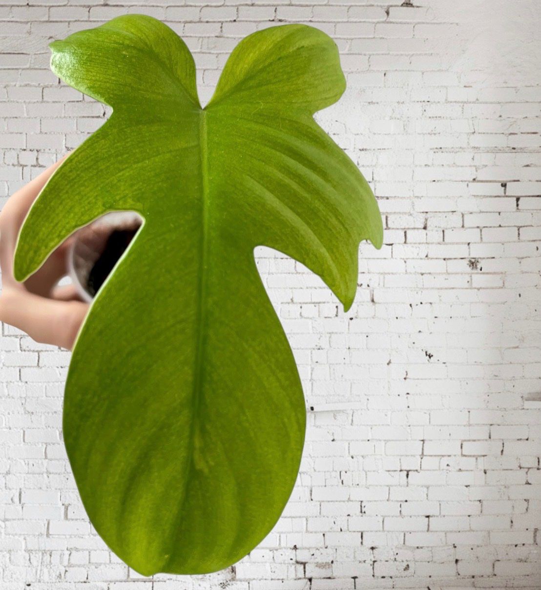 Piante & sementi: 💚Philodendron Florida Ghost – Usato da Glattpark(Opfikon) venduto da ste_n99y 2
