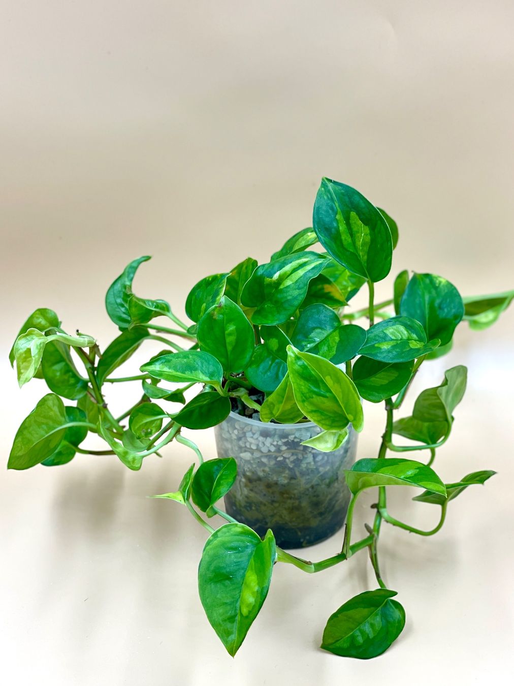 Pflanzen & Samen: Epipremnum ‘Global Green’ – Neu (gemäss Beschreibung) aus Zürich von Leafscape