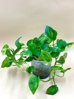 Epipremnum ‘Global Green’