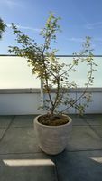 🌿 Seltener grüner Ahorn im Topf für Balkon und Garten