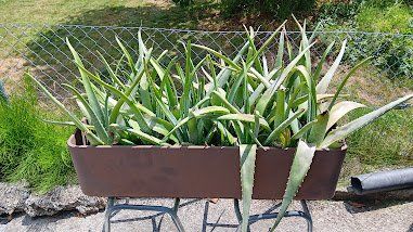 Pflanzen & Samen: Aloe Vera Pflanzen – Gebraucht aus Amriswil von Samabo