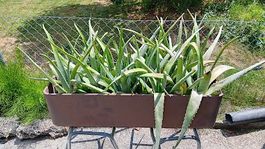 Aloe Vera Pflanzen
