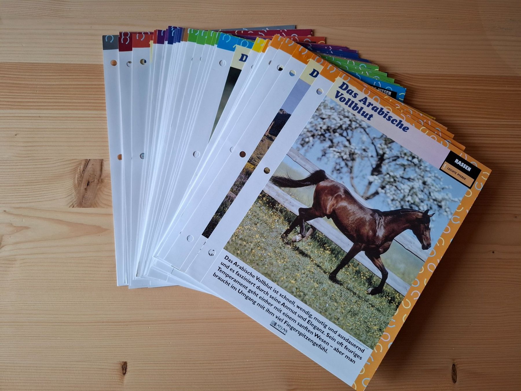 Libri: Pferdebücher und Zeitschriften – Usato da Oberurnen venduto da rotty80 6