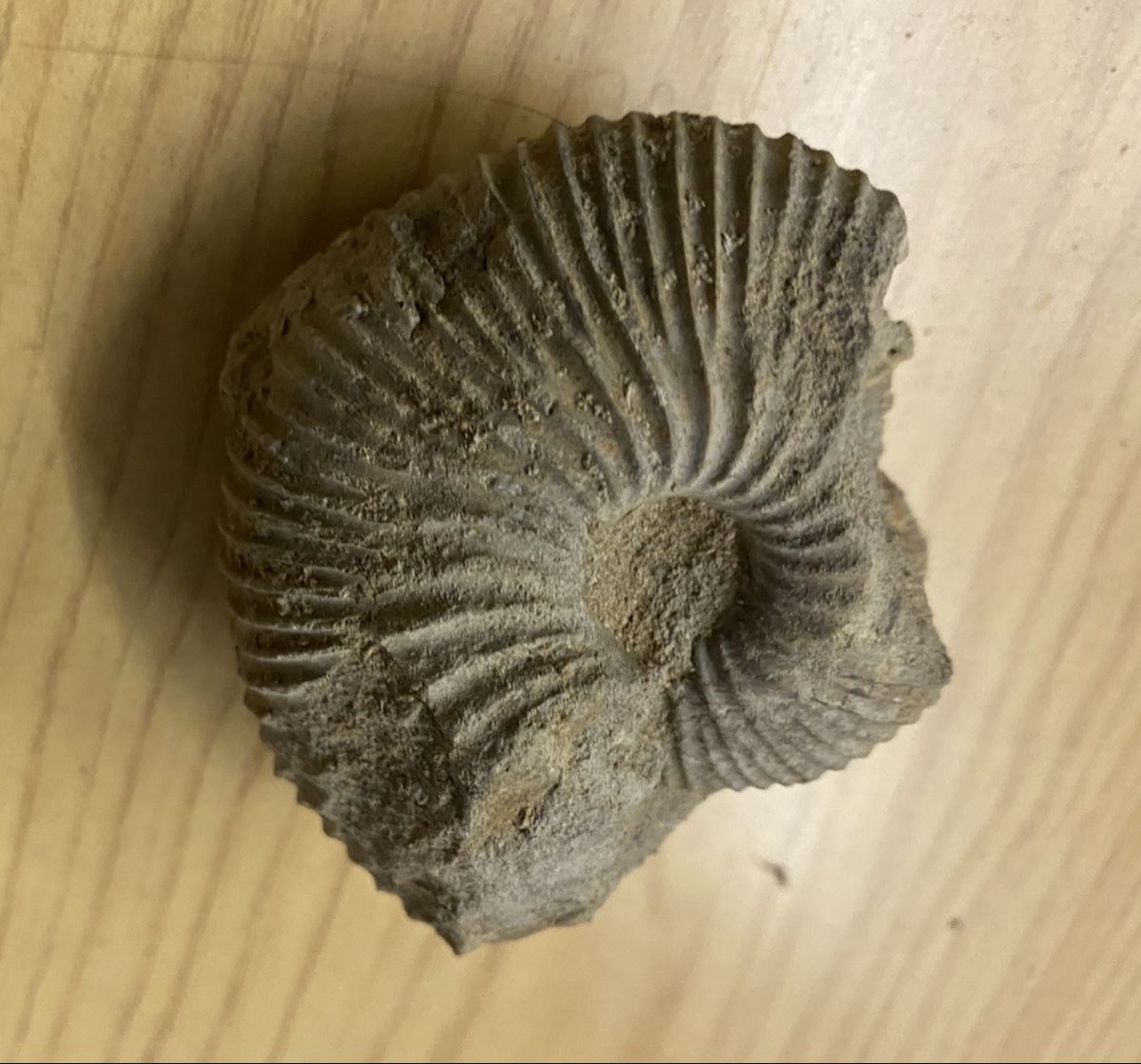 Fossili: Fossilien Schweiz – Usato da Liestal venduto da Stephanoceras1 2
