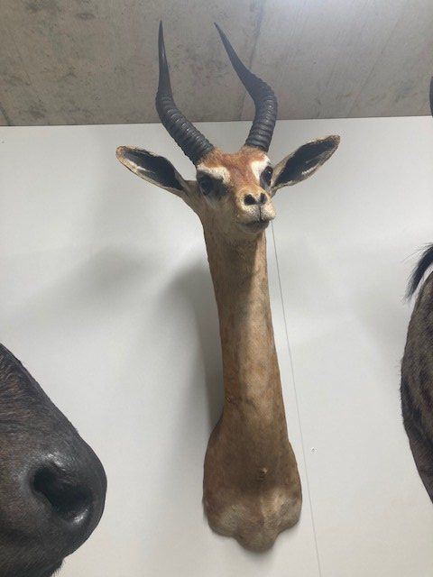 Il mondo degli animali: Giraffenantilope – Usato da Pfaffnau venduto da Yoka0 1